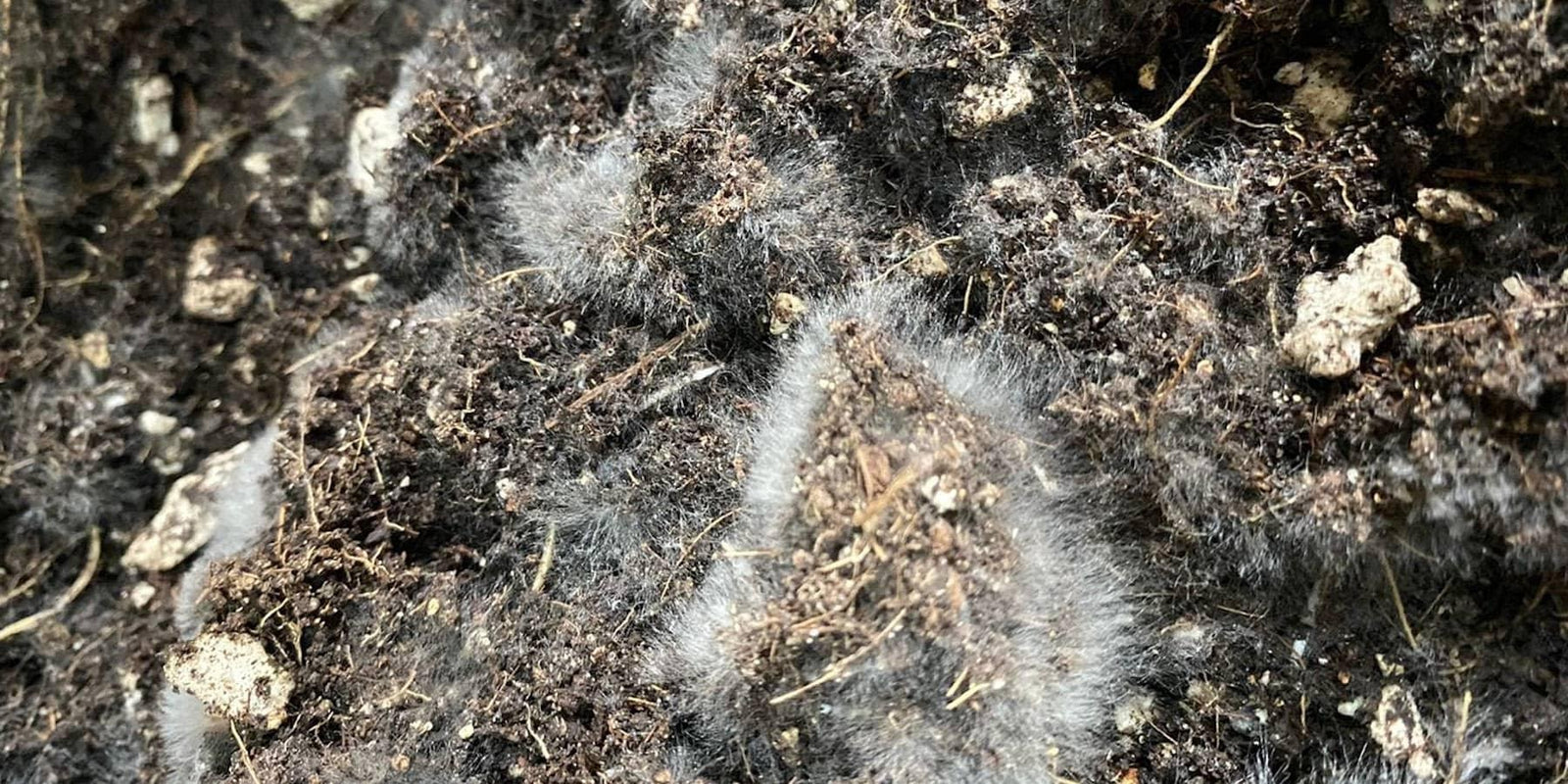 ¿Qué es Suelo Vivo (Living Soil)? - Mountainside Orgánicos