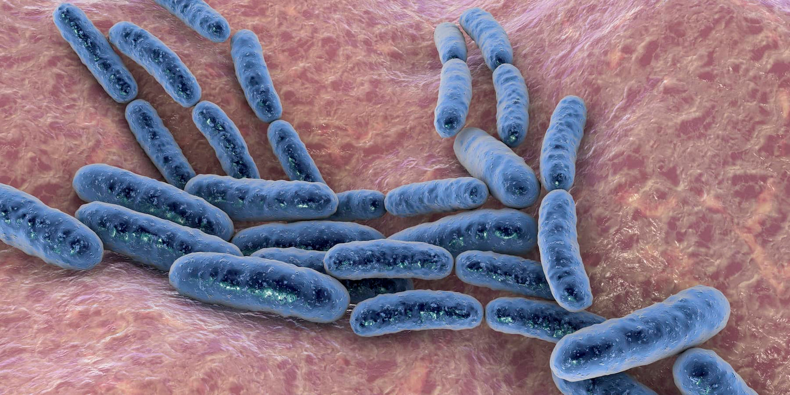 Lactobacillus (LAB) Para Plantas Beneficios y Aplicación