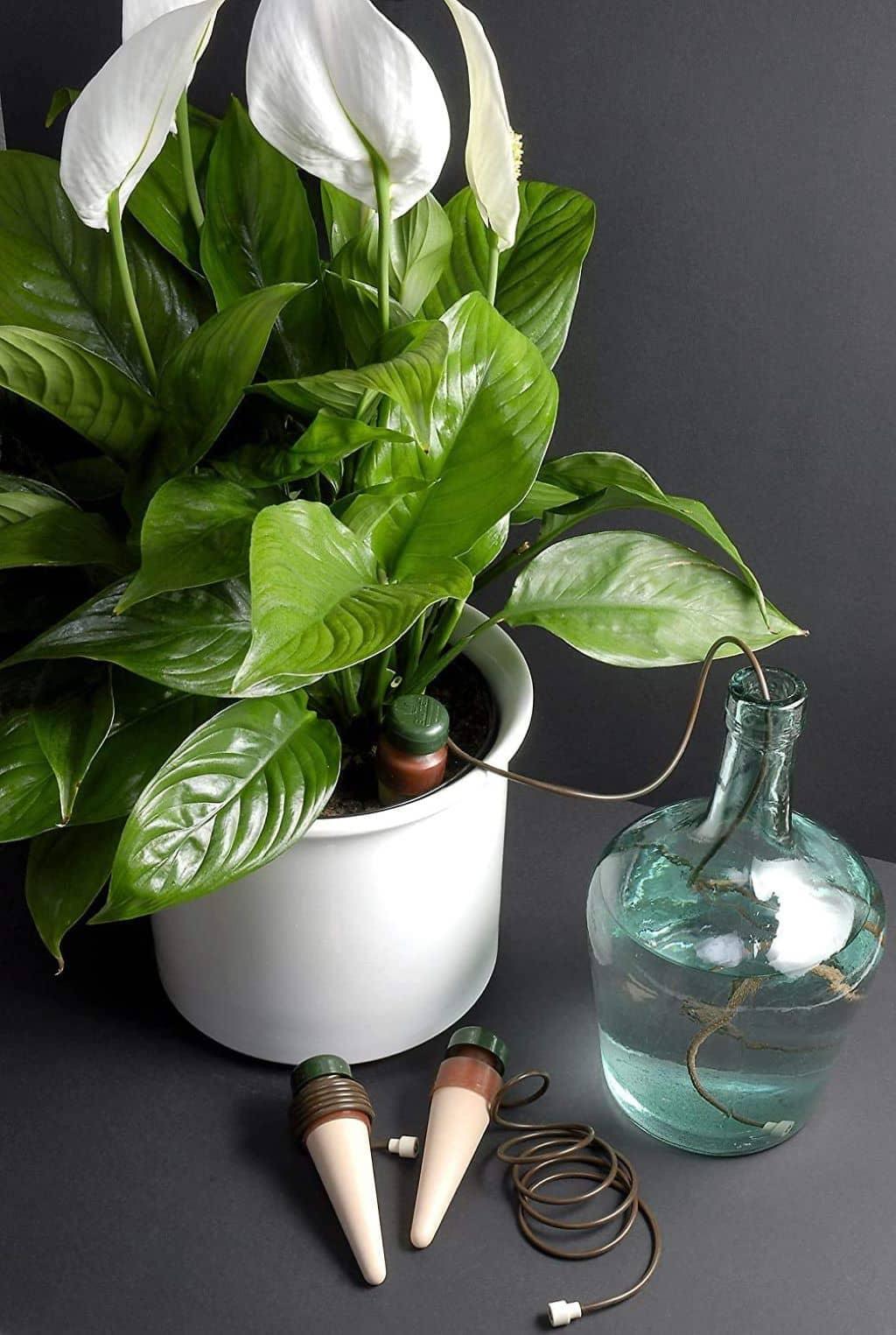 PREGUNTAS FRECUENTES BLUMAT: GOTEROS VS. CINTA DE GOTEO - Mountainside Orgánicos