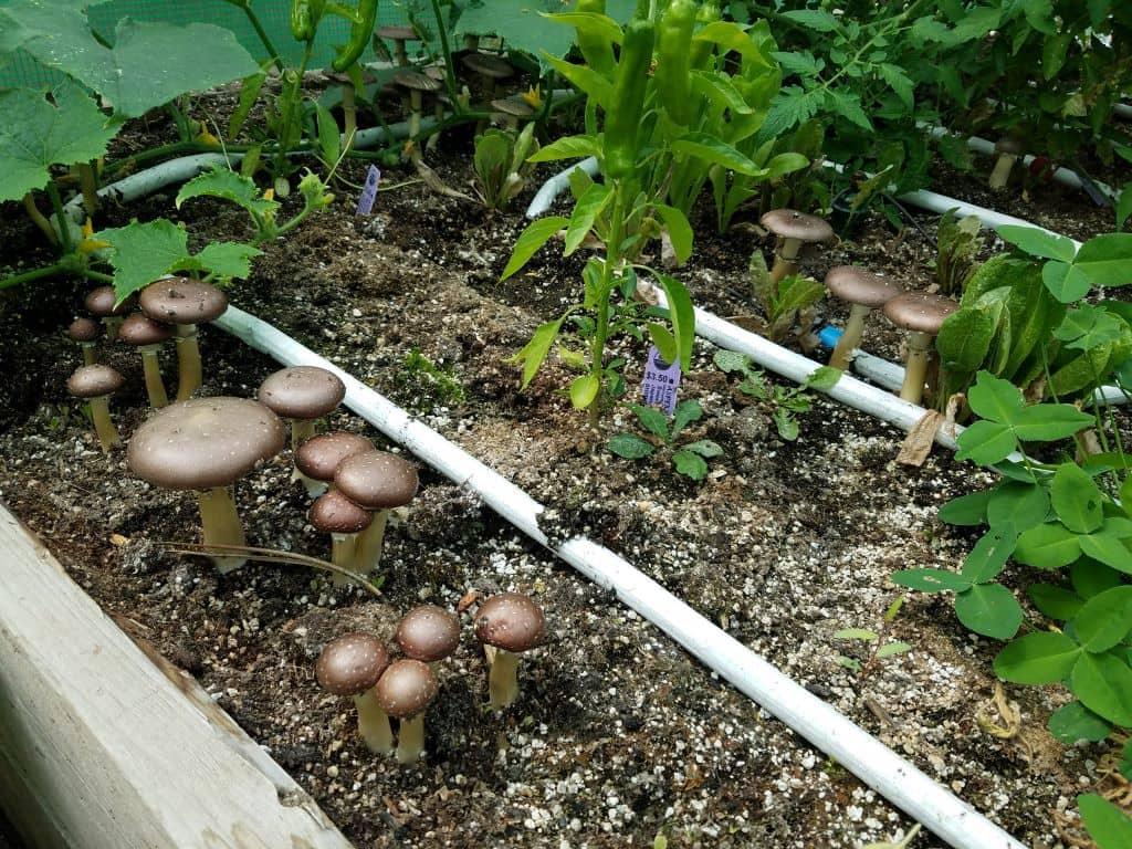 Mushroom Blusoak