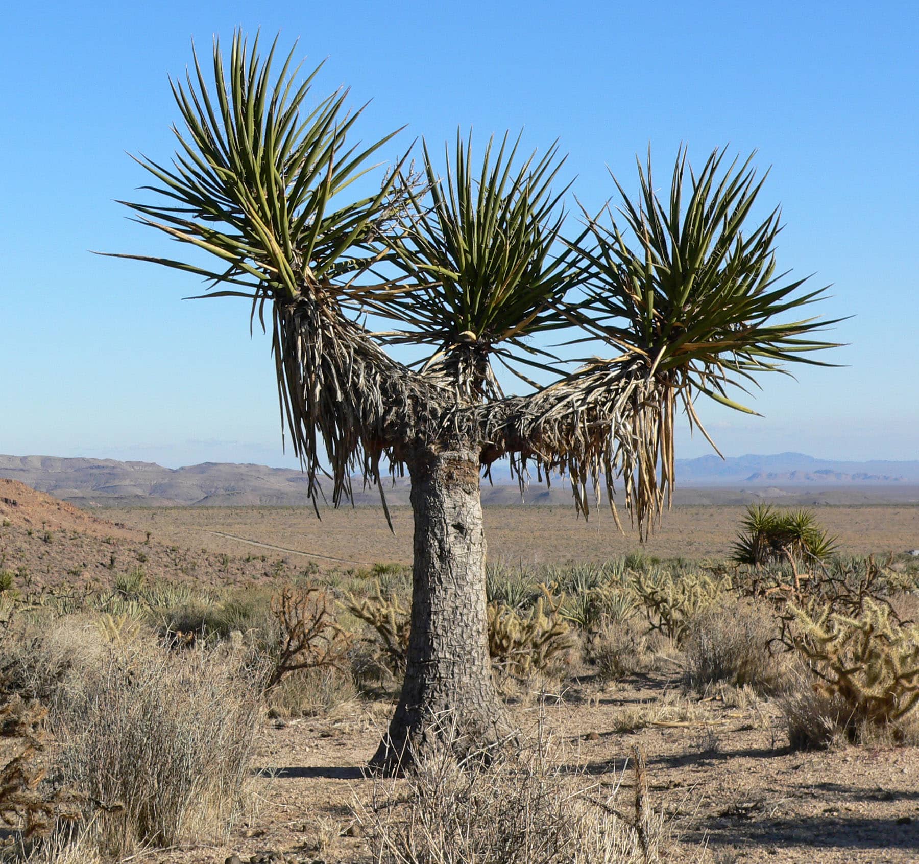 Beneficios de Extracto de Yucca Schidigera Para Plantas