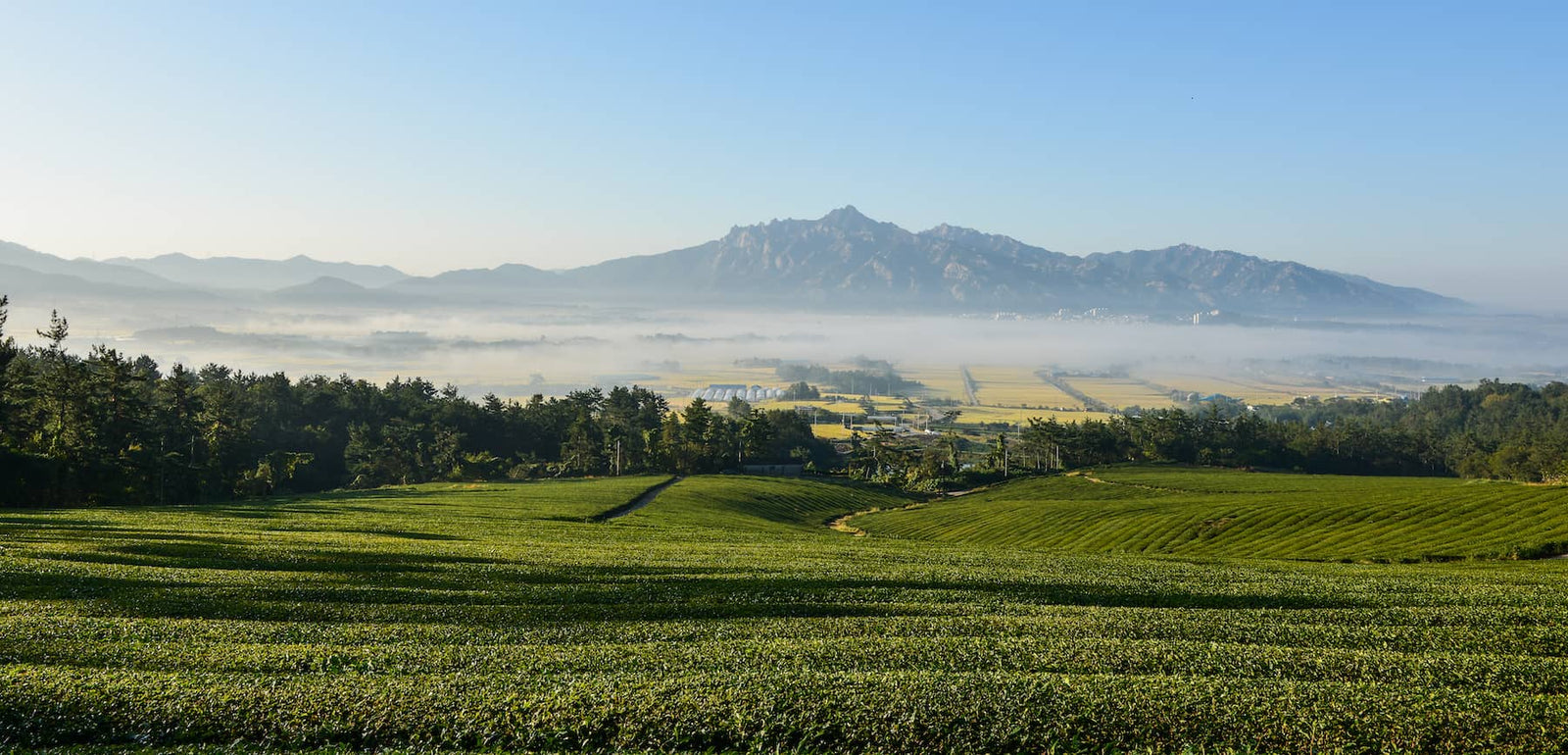 ¿Qué es KNF (Agricultura Natural Coreana)?
