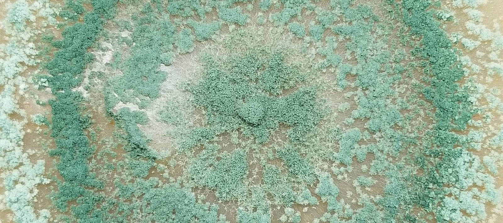 Trichoderma Hongo Entomopatógeno y Benéfico: Beneficios y Usos en la Agricultura Regenerativa