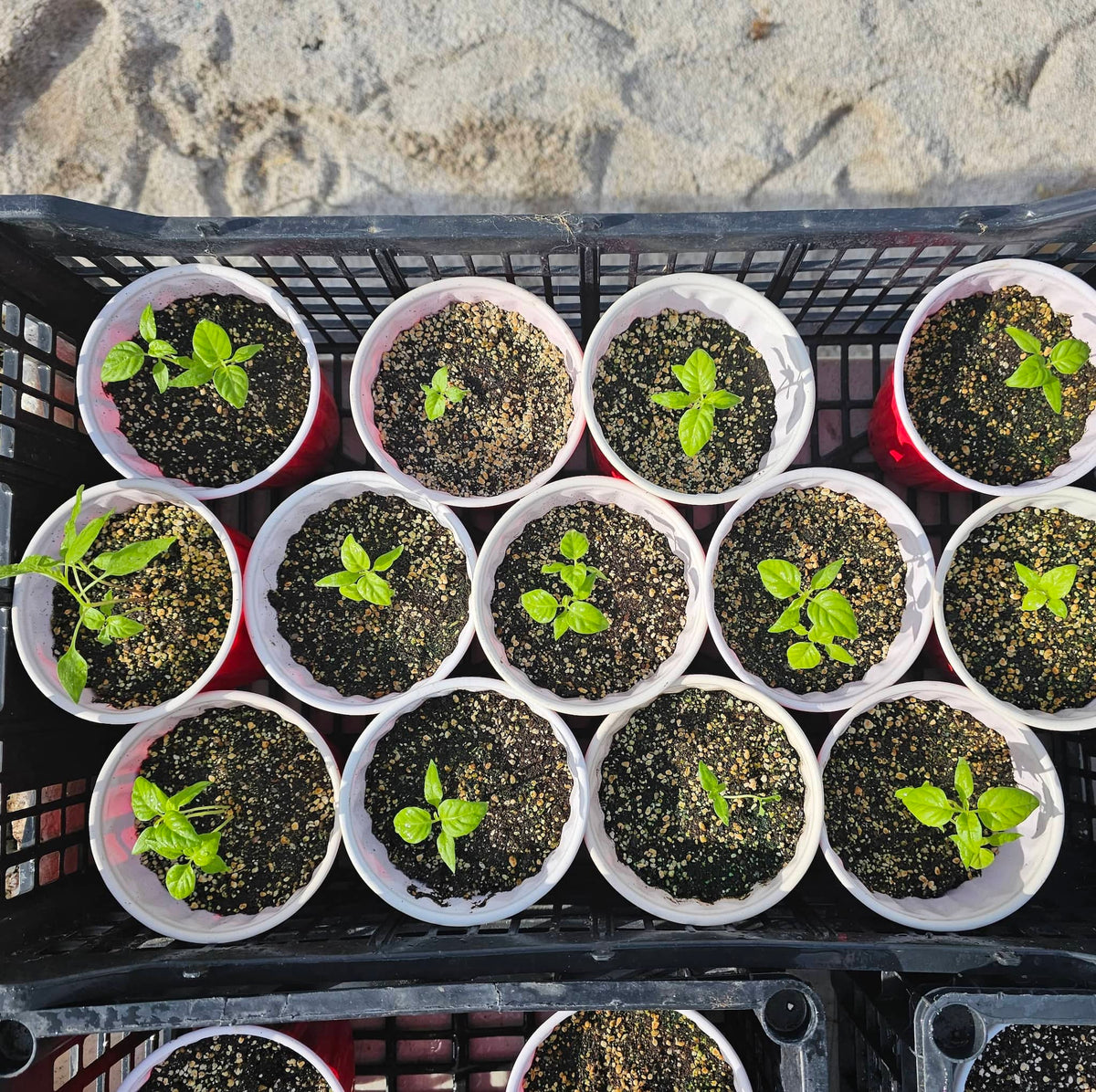 Sustrato Para Germinar - Living Soil (Suelo Vivo) - Formulación para Germinación