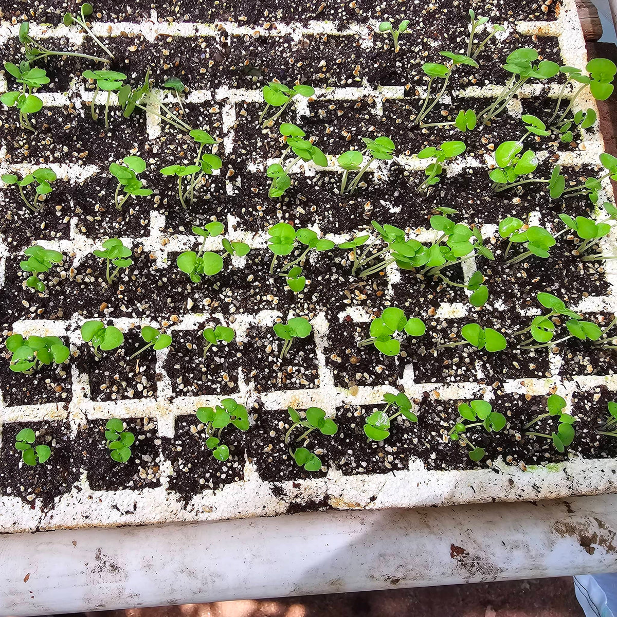 Sustrato Para Germinar - Living Soil (Suelo Vivo) - Formulación para Germinación