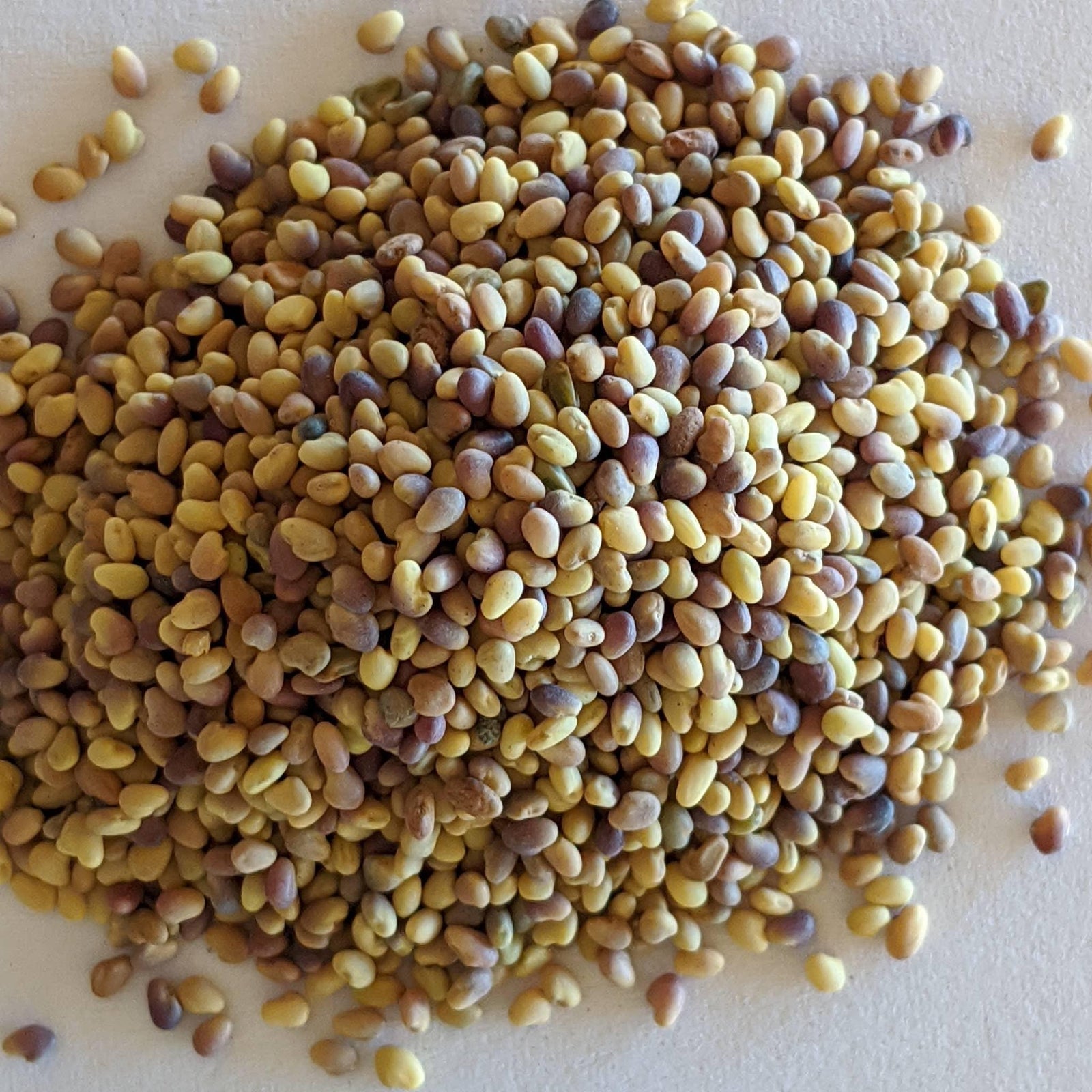 Semilla Orgánica de Trébol de Mamut Rojo Fijador de Nitrógeno - Mountainside Orgánicos