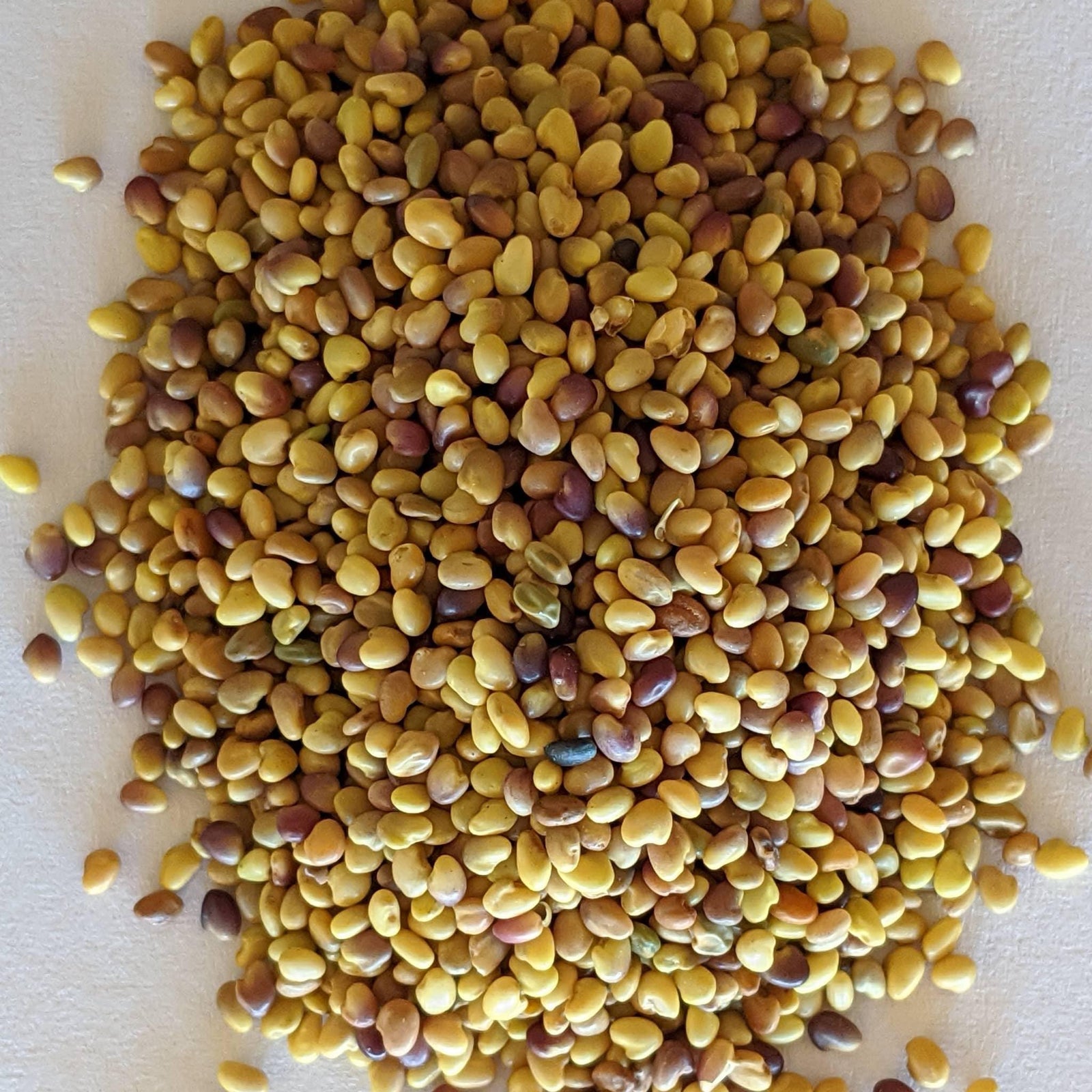 Semilla Orgánica de Trébol Rojo Mediano Fijador de Nitrógeno y Abono Verde - Mountainside Orgánicos