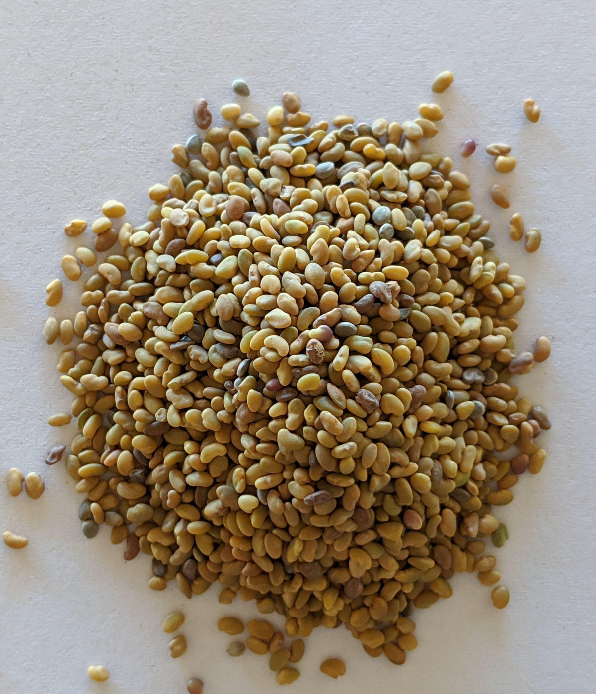 Semilla Orgánica de Alfalfa para Germinar (Comestible y SSTs) - Mountainside Orgánicos